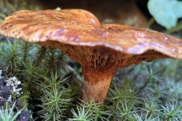 Discover the World of Mushrooms